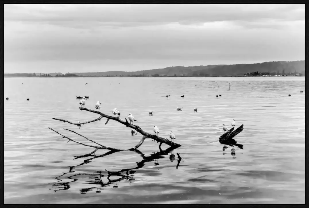 Neuchatel 5 - Sylvain Blanchoud