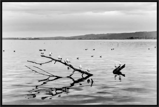 Neuchatel 5 - Sylvain Blanchoud